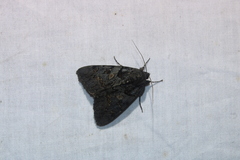 Catocala antinympha