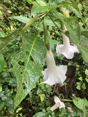 Brugmansia arborea