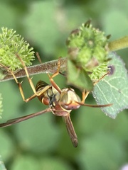 Polistes dorsalis
