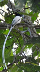 Terpsiphone paradisi