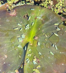 Draeculacephala inscripta