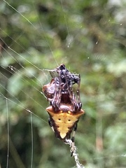 Verrucosa