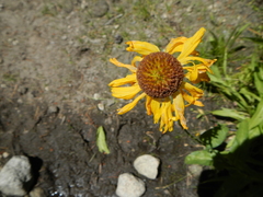 Helenium bigelovii