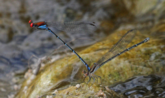 Argia cuprea