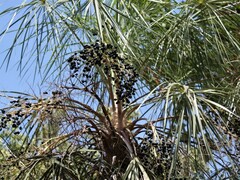 Livistona inermis