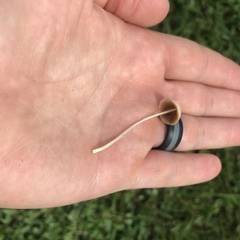 Conocybe apala albipes