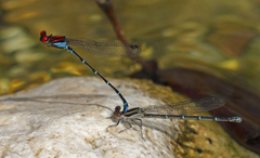 Argia cuprea