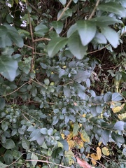 Ligustrum