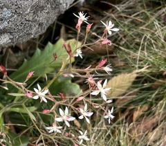 Micranthes petiolaris