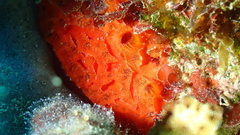 Placospherastra