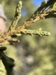 Juniperus osteosperma