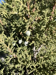 Juniperus osteosperma