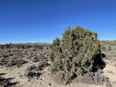 Juniperus osteosperma