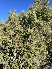Juniperus osteosperma