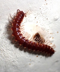 Nearctodesmidae