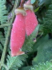 Kohleria affinis