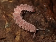 Nearctodesmidae