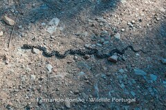 Hemorrhois hippocrepis