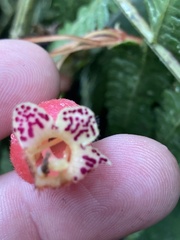 Kohleria affinis