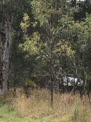 Todiramphus macleayii