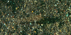 Istigobius