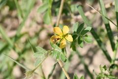 Kallstroemia parviflora