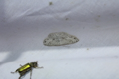 Cyclophora pendulinaria