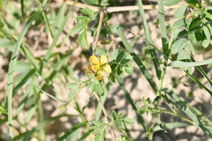 Kallstroemia parviflora