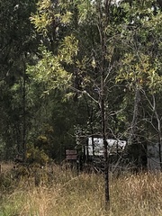 Todiramphus macleayii