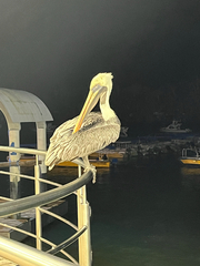 Pelecanus occidentalis urinator