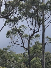 Todiramphus macleayii