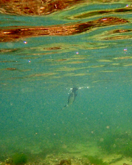 Microcarbo melanoleucos