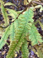 Osmunda claytoniana