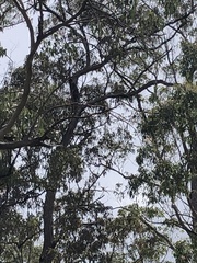 Todiramphus macleayii