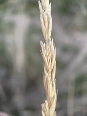 Leymus cinereus