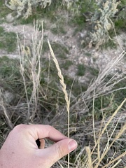 Leymus cinereus
