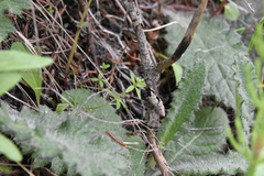 Galium trifidum