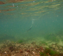 Microcarbo melanoleucos