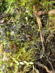 Nostoc commune