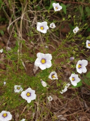 Nierembergia linariifolia