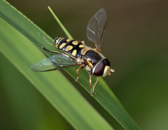 Simosyrphus grandicornis