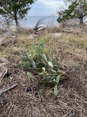 Opuntia stricta