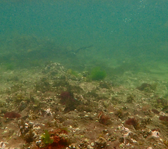 Microcarbo melanoleucos