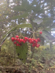 Viburnum setigerum