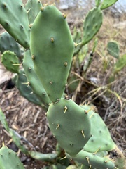 Opuntia stricta
