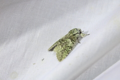 Macrurocampa marthesia