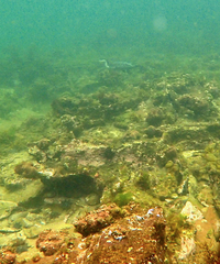 Microcarbo melanoleucos