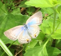 Catochrysops strabo strabo