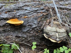 Pycnoporellus fulgens