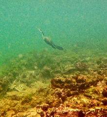 Microcarbo melanoleucos